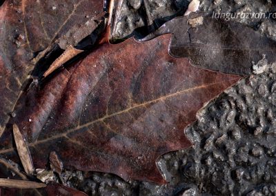Leather Leaf