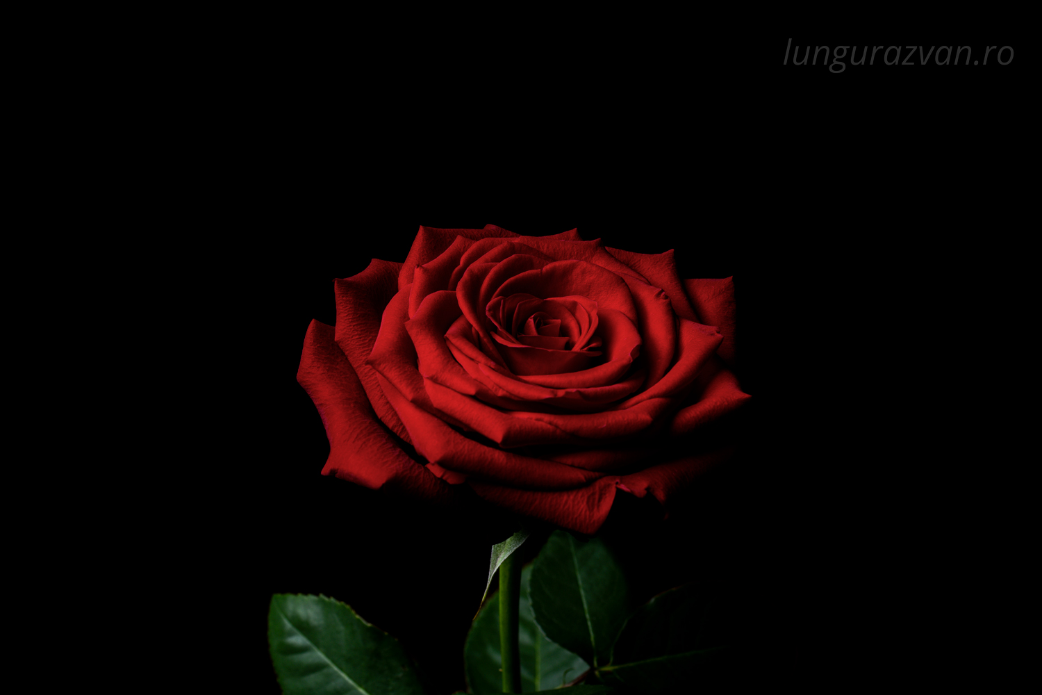 Romance in the Dark, beautiful red rose in the dark